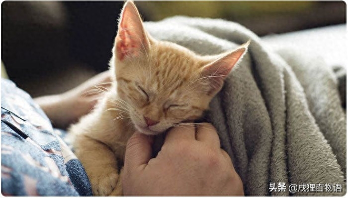 怎么判断是不是猫瘟（附：主人可以通过几个方式来判定）