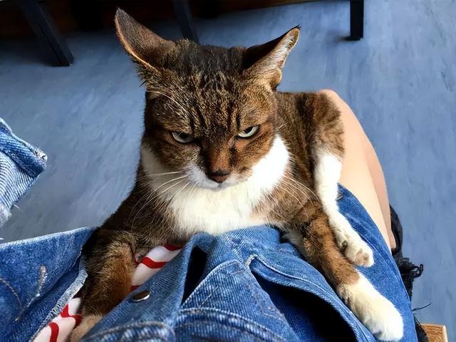 猫咪一摸头就飞机耳(摸猫咪头的时候飞机耳)