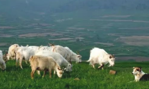 牧羊犬骑在羊身上巡视，这不是“皮皮羊，走！”