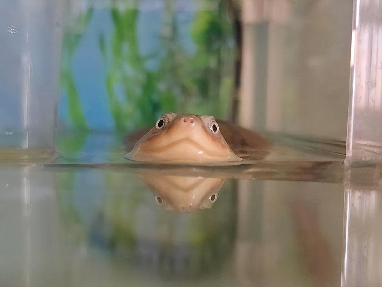 养沼泽侧颈龟好吗(了解沼泽侧颈龟饲养步骤)