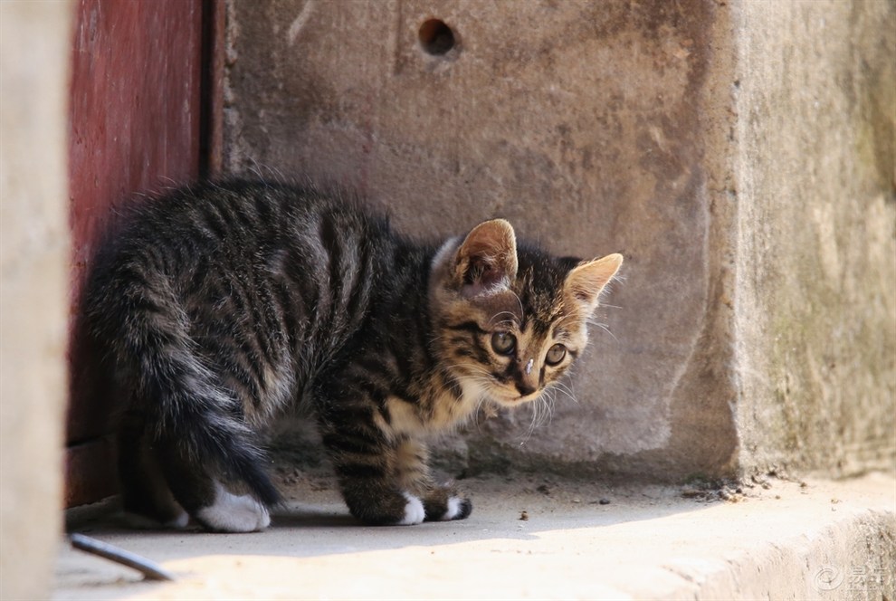 狸花猫 一生只有一个主人（详解：狸花猫认主人的细节表现）