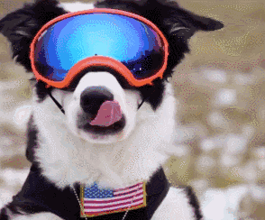 盘点九大新手好养的狗狗(适合家养的狗狗排名)