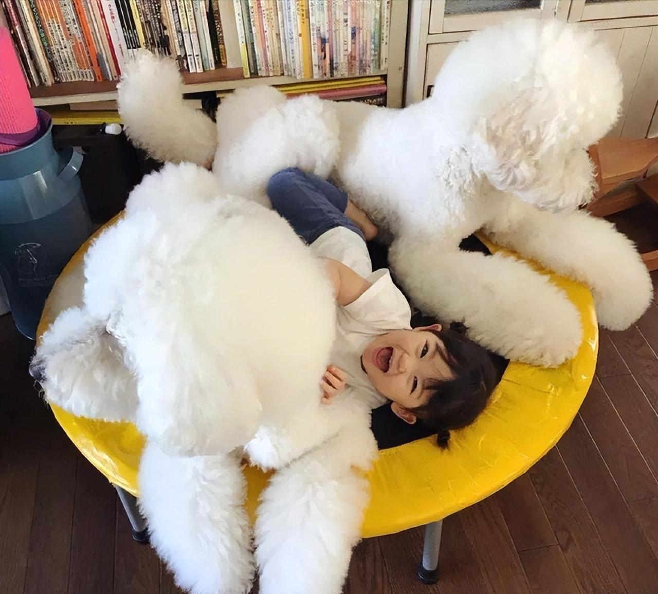 分享饲养巨型贵宾犬的好处（巨型贵宾犬好养吗）