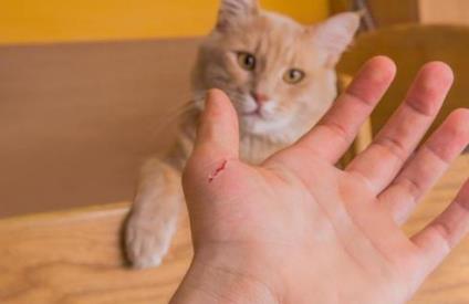 被猫抓伤的死亡率为零（被猫咪抓伤后一定会患上狂犬病吗）