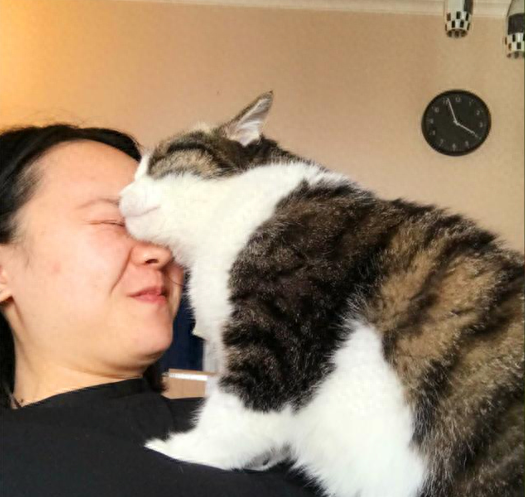 猫知道人在亲她吗（附：猫咪眼中主人的“亲吻”是恐惧）