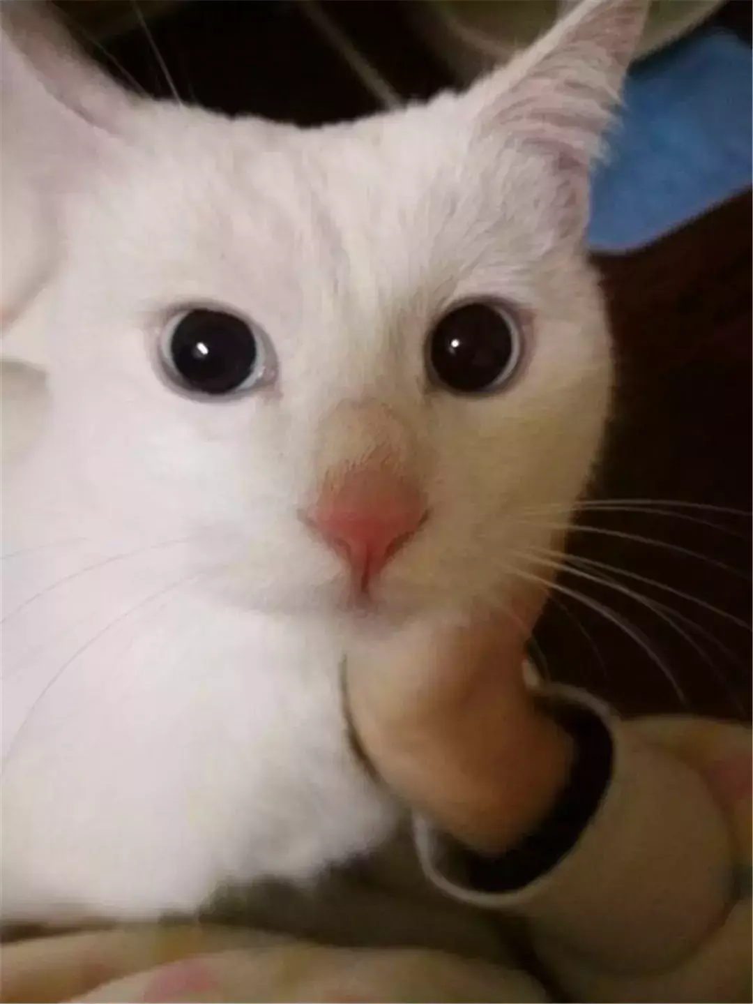 母猫绝育第一天夜里是危险期(绝育后母猫恢复伤口愈合快的护理方法)