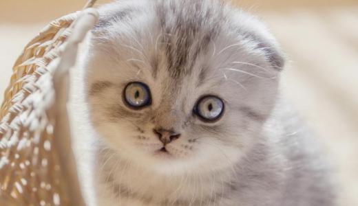 折耳猫一般发病是几岁 什么是假折耳