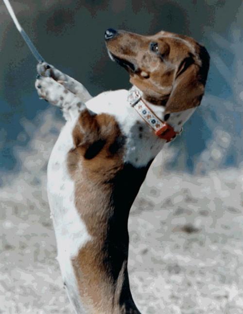 狗发癫痫将狗强制制服对嘛