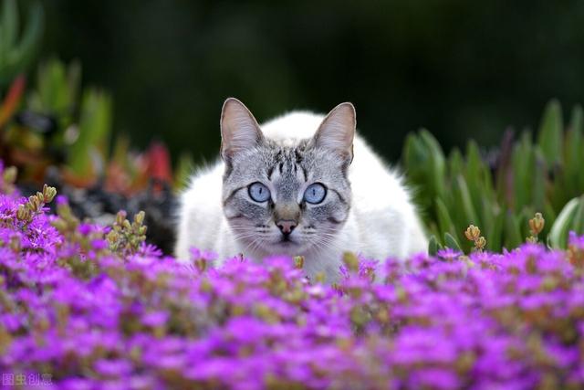 猫鼻支会传染别的猫吗(猫鼻支会传染其他猫吗)