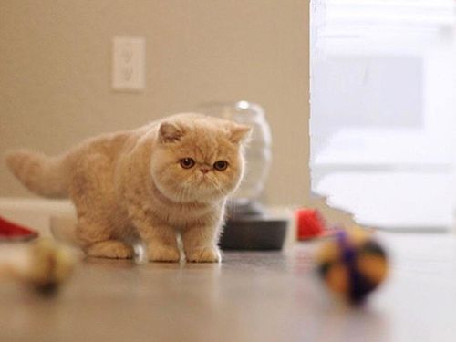 四蹄踏雪猫为什么贵 标准的四蹄踏雪狸花猫