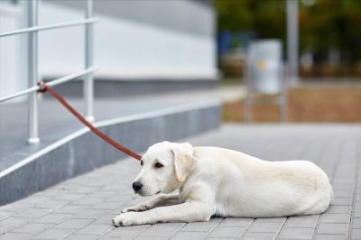 拉布拉多犬品相图解（拉布拉多犬的价格）