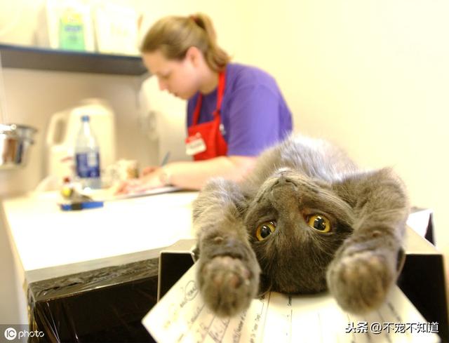 猫发情了老叫怎么办(猫一直发情叫怎么办)