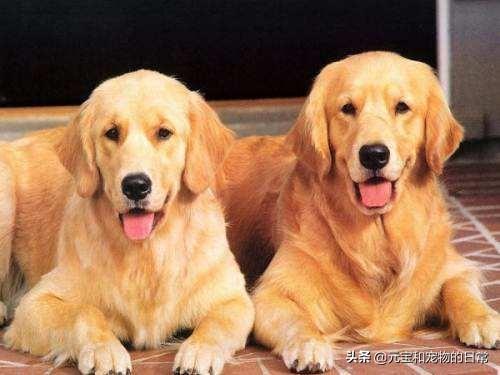 金毛犬喂养方法（金毛犬吃什么食物最好）