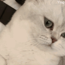 治愈人的猫咪图片合集（盘点抖音最火的猫猫头像）