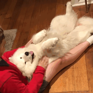 适合女生养的巨型犬（比较好养的巨型犬推荐）