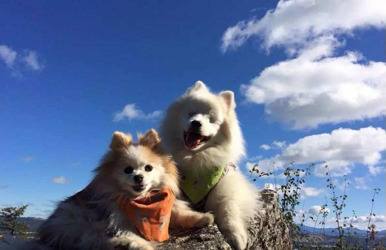 分享土狗的自然繁育方法（附：照顾发情期的狗狗危险吗）