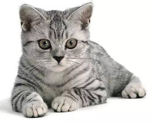 豹纹猫是什么品种(豹纹猫是什么品种多少钱一只)