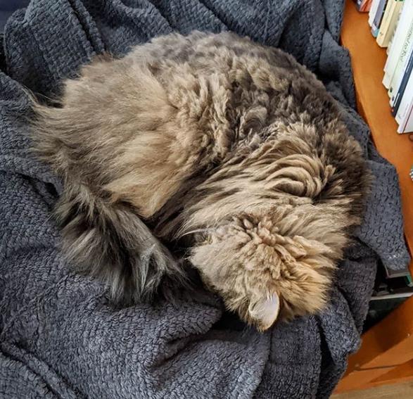 长毛狸花猫是什么品种(长毛狸花猫多少钱一只)