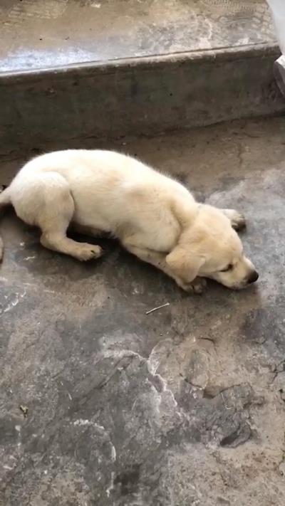 细小病毒狗狗能自愈吗（狗狗得细小）