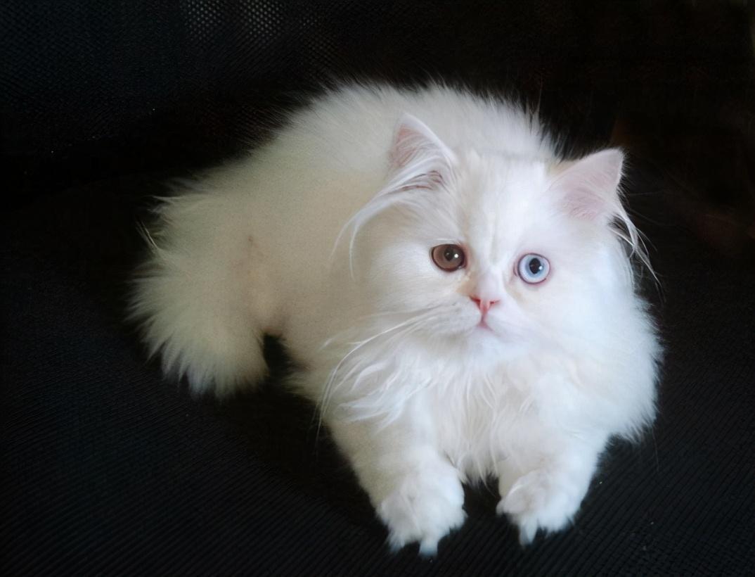 建议新手养的7种猫（最适合家养的猫有哪些）