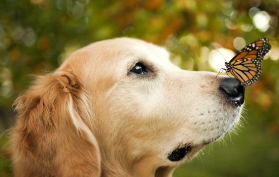 狗肠鸣音很大很频繁咋办