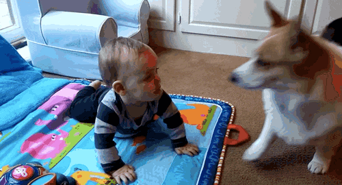 养柯基的九大好处和坏处（柯基犬的优缺点有哪些）