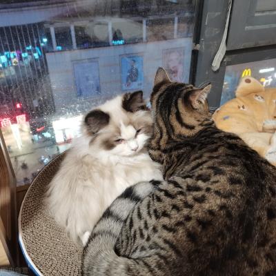 猫为什么会有踩奶的行为（踩奶行为不只是简单的生理表现）