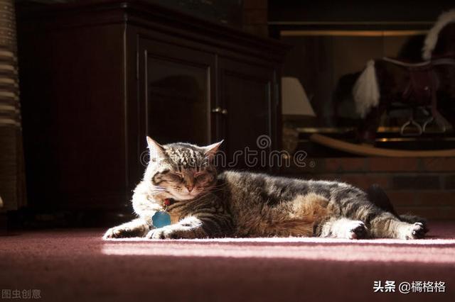 猫咪不洗澡真的不脏吗(不洗澡的猫咪脏么)