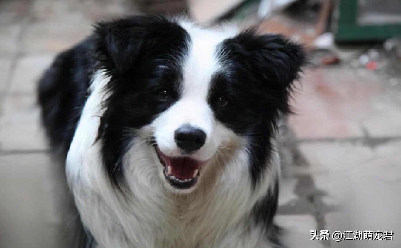 养边牧的注意事项与窍门（边境牧羊犬好养吗）