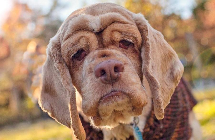 狗狗去世前的10天表现（附：狗狗不行时有哪些异常征兆）