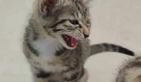 正常猫咪菊花和脱肛对比(详解：猫咪正常菊花与脱肛异同比较)