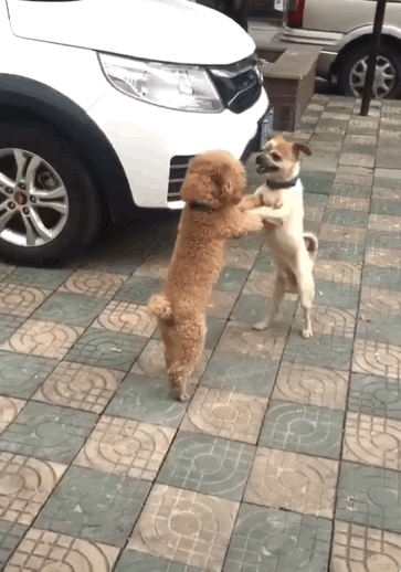 泰迪为什么老是做流氓动作(附:泰迪喜欢“骑跨行为”的原因)