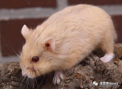 盘点各种色系的坎贝尔仓鼠（为何不建议养银狐仓鼠）
