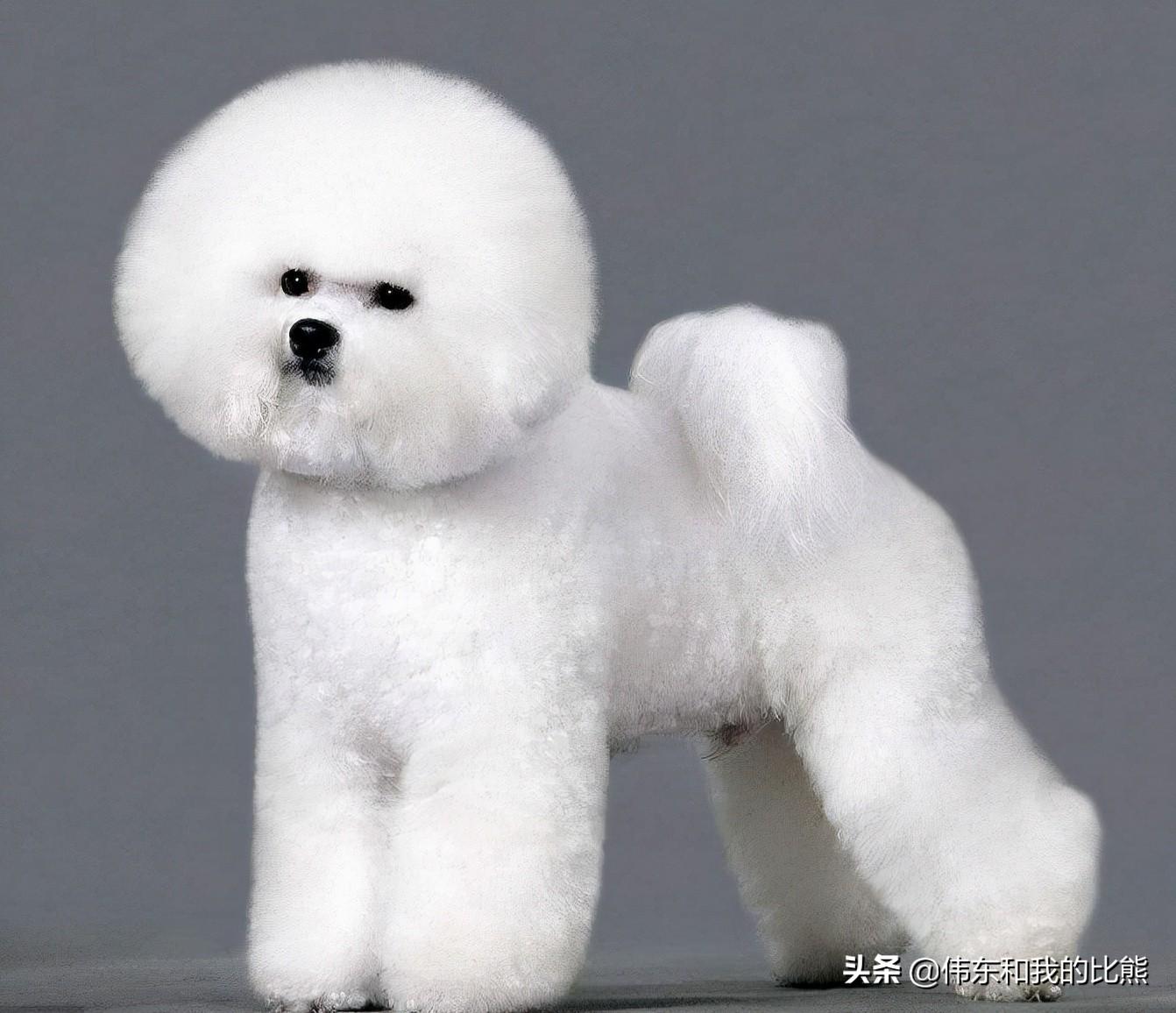 比熊是不是特别傻啊