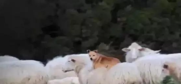 牧羊犬骑在羊身上巡视，这不是“皮皮羊，走！”