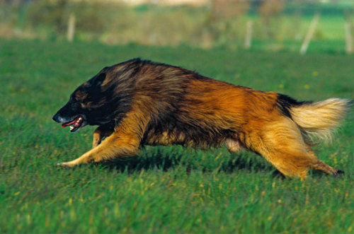 宠物犬排名及图片大全（宠物犬种类大全及名称）