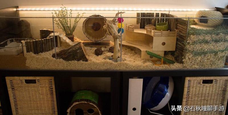 仓鼠会嫌弃笼子小而生气吗(详解:让仓鼠感到舒服的动作)