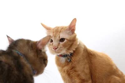 你的猫为什么盯着你看（猫咪盯着你看是想杀死你）