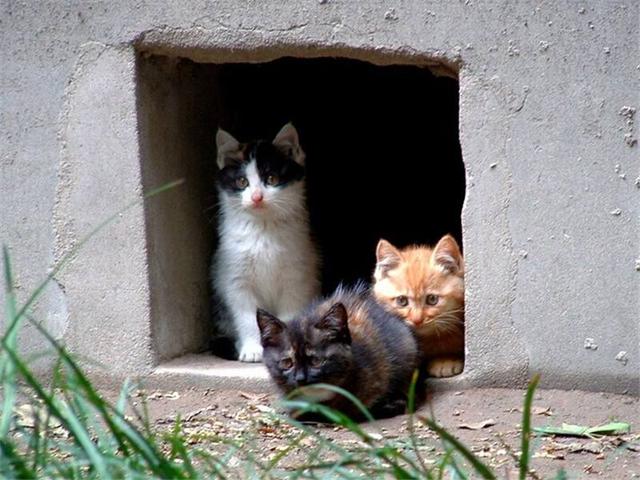 如何辨别日本田园猫与中华田园猫