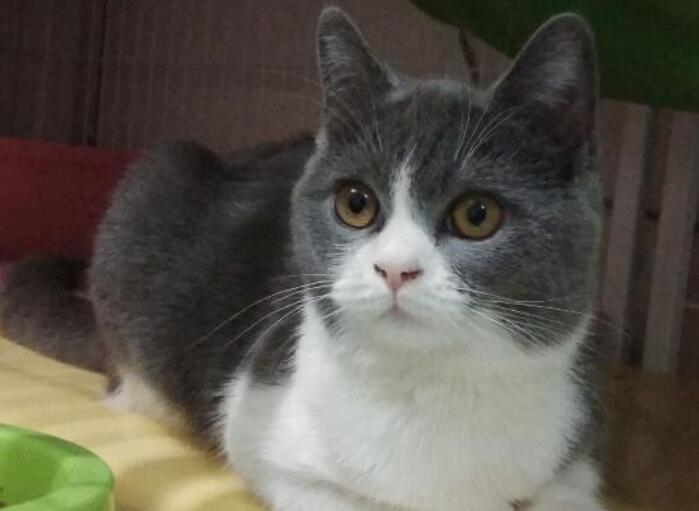 高颜值的猫猫配种会丑吗