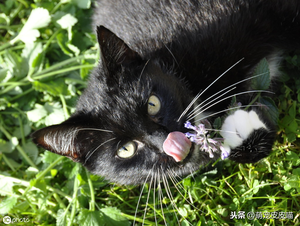 俩月小猫无征兆离世的原因（附：幼猫正常吃喝离奇死亡）