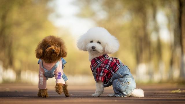 迷你贵宾犬是泰迪吗