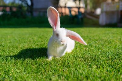 兔子拉稀是什么原因（兔子拉稀是什么原因）