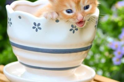 千万别养茶杯猫(茶杯猫小猫多少钱一只)