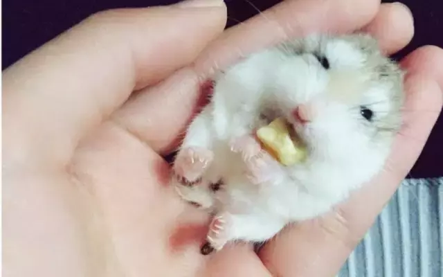 仓鼠怎么逗才会开心呢（附：教你养主动亲近你的小仓鼠）