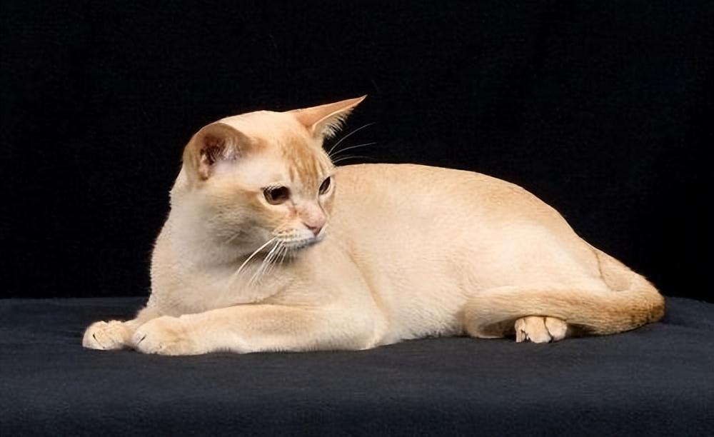 猫的图片大全大图侧面（看图识小猫猫品种大全）