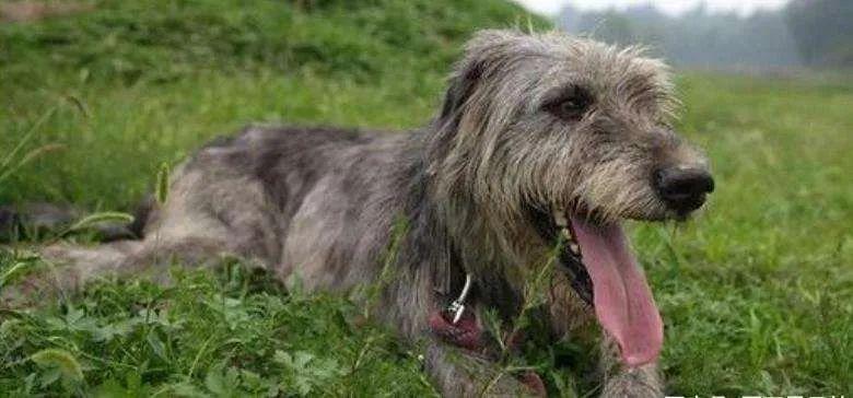 全球排名最大的狗第一名（震惊：大犬种吃小孩事件）