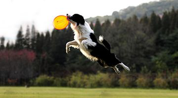 宠物犬排名及图片大全（宠物犬种类大全及名称）