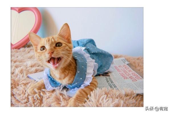 猫猫养两只还是一只科学