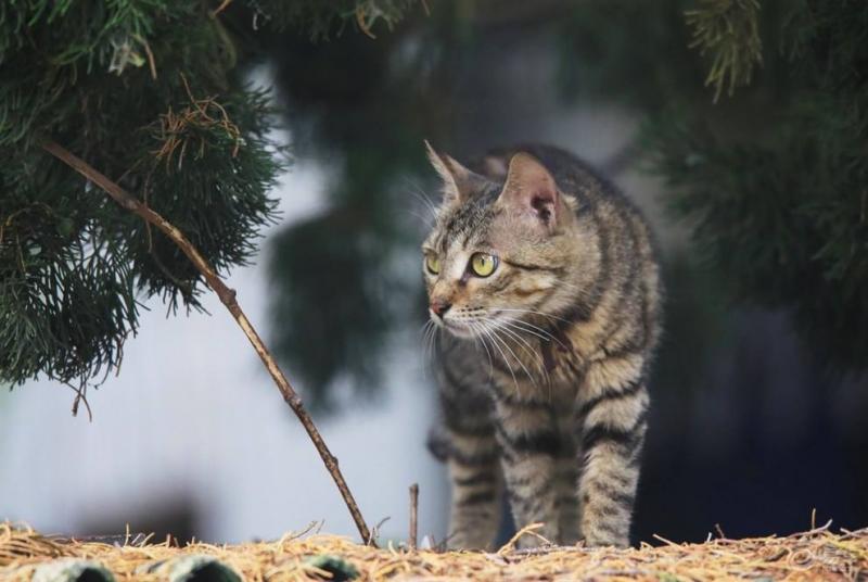 要不要养下面5种猫（小奶猫多少钱一只幼崽）